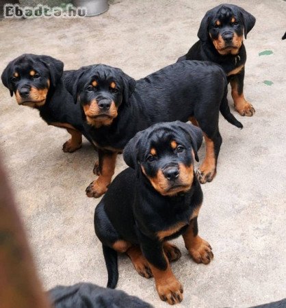 Rottweiler kölykök