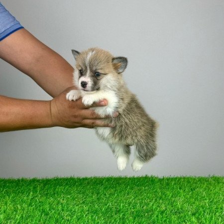 Pembroke Welsh Corgi