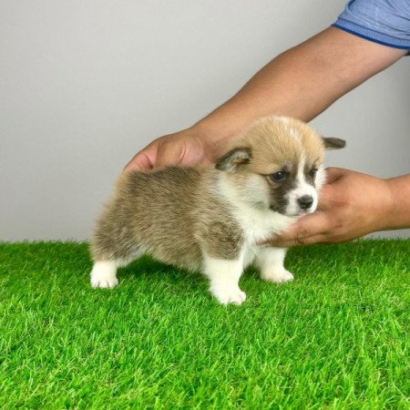 Pembroke Welsh Corgi