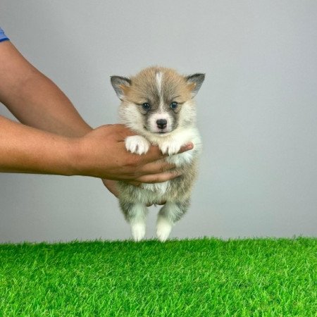 Pembroke Welsh Corgi