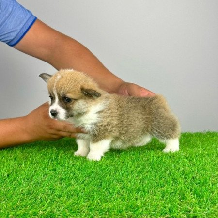 Pembroke Welsh Corgi