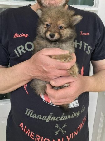Spicc, Spitz