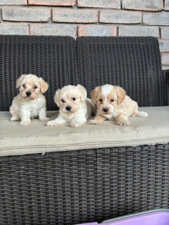 Maltipoo