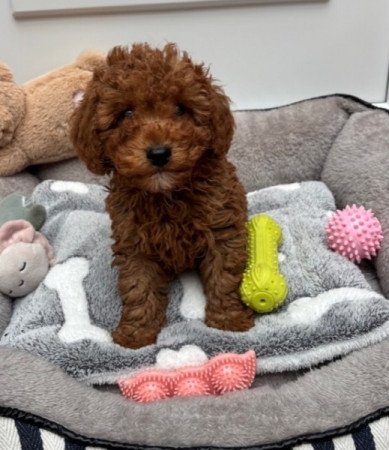 Uszkár