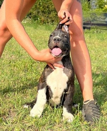 Argentin Dog x Cane Corso