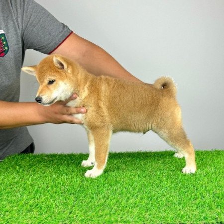 Shiba Inu