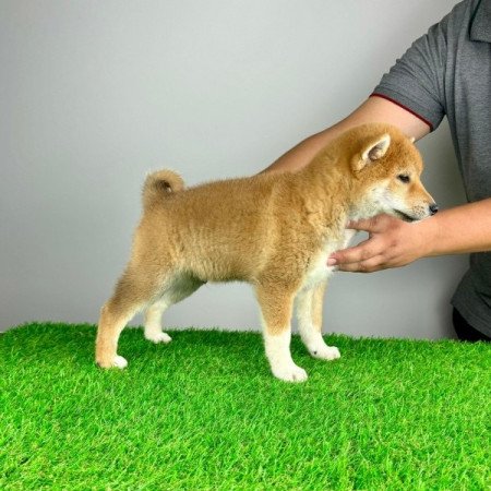 Shiba Inu