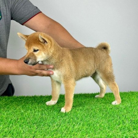 Shiba Inu