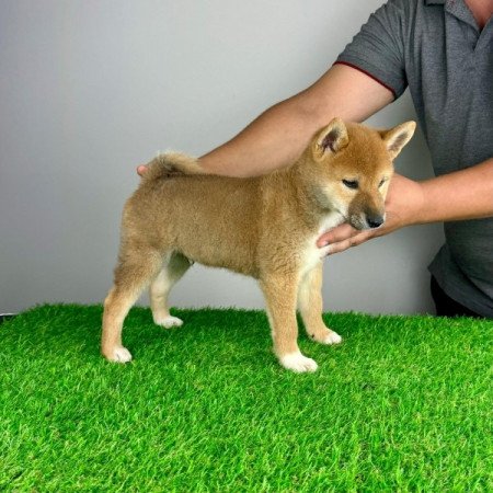 Shiba Inu