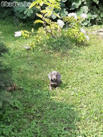 Fekete harlekin , kék  eladó tacskó