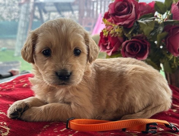 Golden retriever