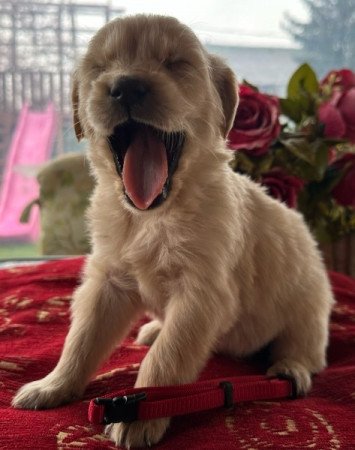 Golden retriever
