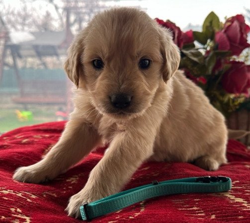 Golden retriever
