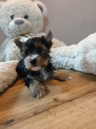 Yorkshire terrier