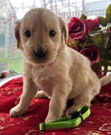 Golden retriever