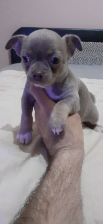 Csivava