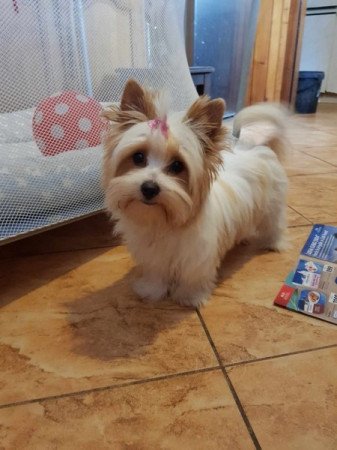 Yorkshire terrier biewer MINI