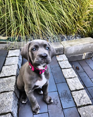 Jól képzett Cane Corso kölykök örökbefogadásra