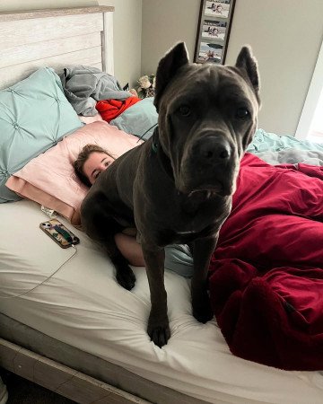 Jól képzett Cane Corso kölykök örökbefogadásra