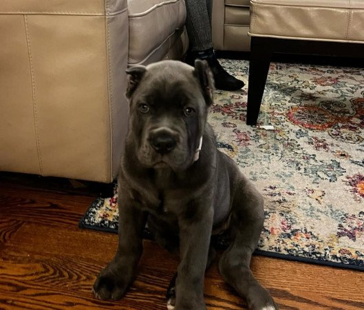 🏡 Családban nevelt Cane Corso kölykök – Azonnal készen állnak