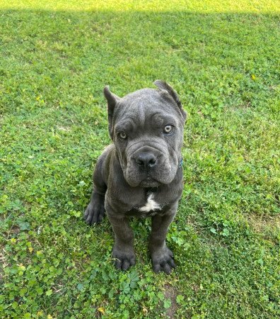 💪 Erős vérvonalú Cane Corso kölykök eladók