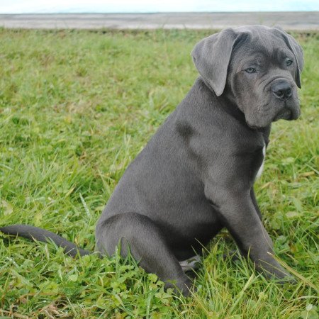 ❤️ Hűséges és szerető Cane Corso kölykök eladók