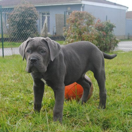 🐾 Cane Corso kölykök – A tökéletes családvédő