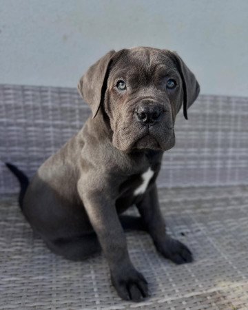 🌟 Kivételes Cane Corso kölykök – Gondosan nevelve