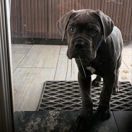 🐕 Cane Corso kölykök szerető otthonra várnak