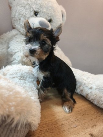 Yorkshire terrier