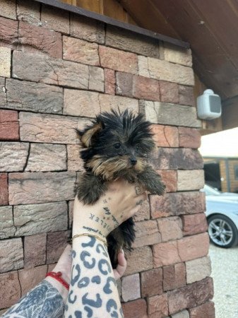 Yorkshire terrier