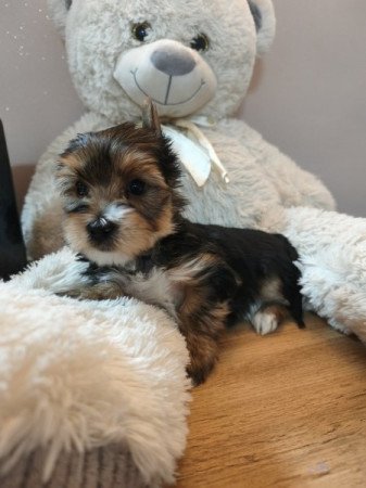 Yorkshire terrier