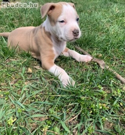 Amstaff kiskutyák gazdit keresnek!🐶💙