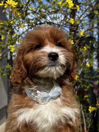 Cavapoo x törpe uszkár