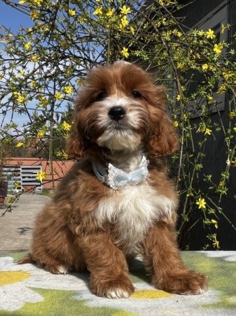 Cavapoo x törpe uszkár