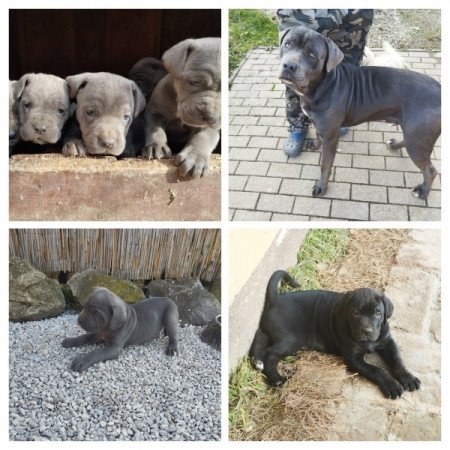 Cane corso