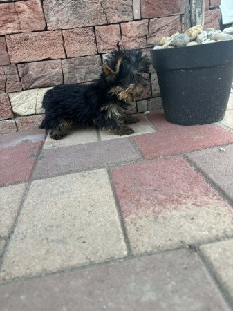 Yorkshire terrier