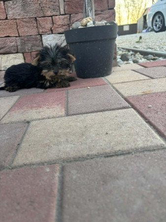 Yorkshire terrier