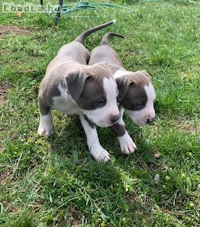 Amstaff kiskutyák gazdit keresnek!🐶💙