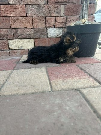 Yorkshire terrier