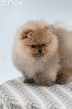 Pomeranian puppy