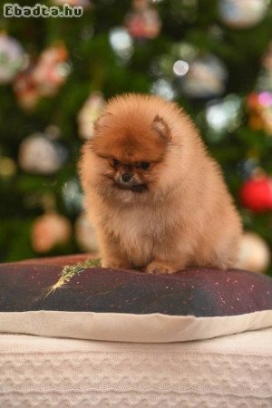 Pomeranian puppy