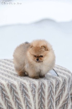 Pomeranian puppy
