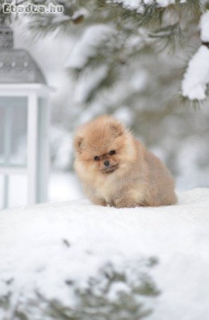 Pomeranian puppy