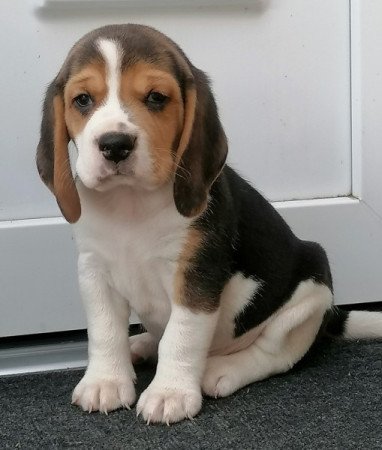 Beagle