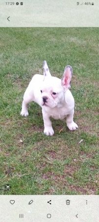 Francia bulldog