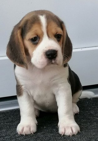 Beagle