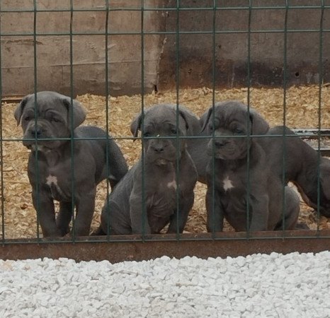 Cane corso