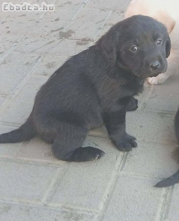 Labrador kölykök szerető gazdit keresnek
