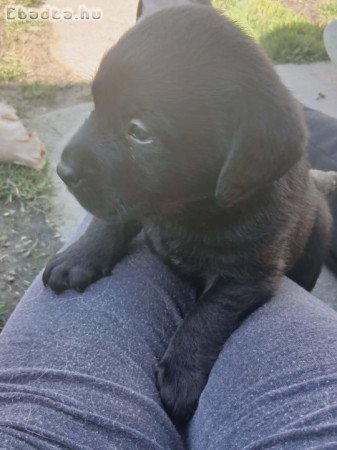 Labrador kölykök szerető gazdit keresnek